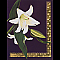 Gilded Lily Greeting Card